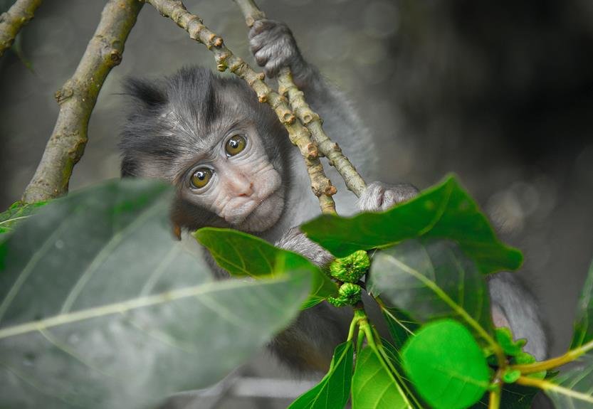 advantages of wildlife photography