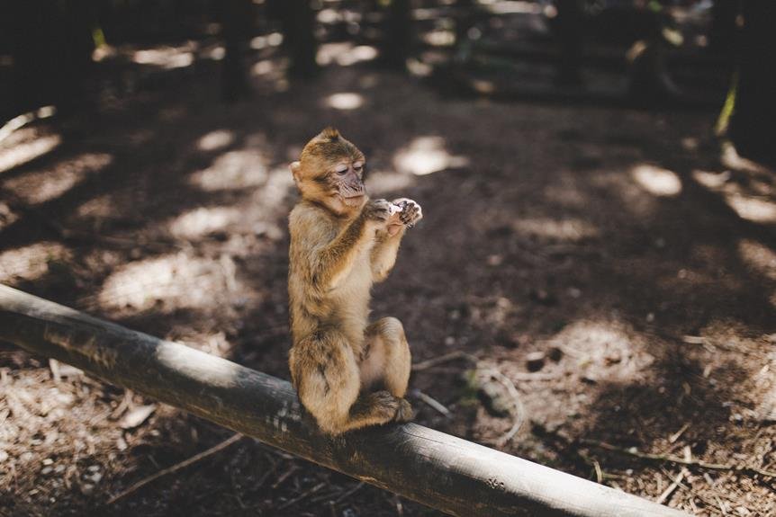 capturing wildlife with stability